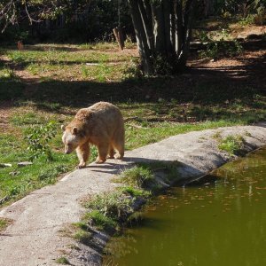 Bärenwald Arbesbach (Niederösterreich)