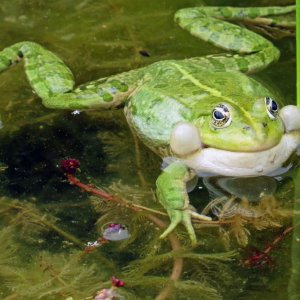 Botanischer Garten Klagenfurt