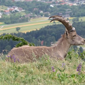 Steinbock