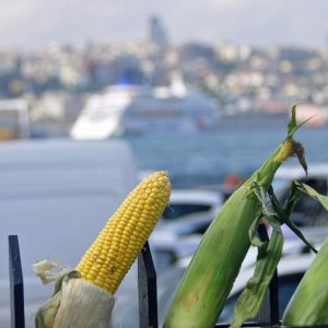 Kukuruzverkauf am Goldenen Horn