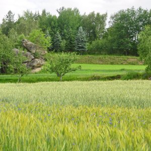 Ansichten aus Pretrobruck im Waldviertel