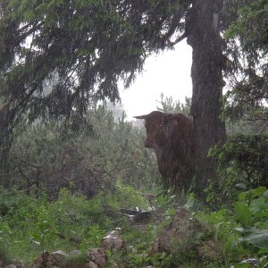 Gewitter am Hochlantsch