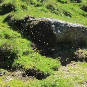 Ein Bienenschwarm auf der Alm