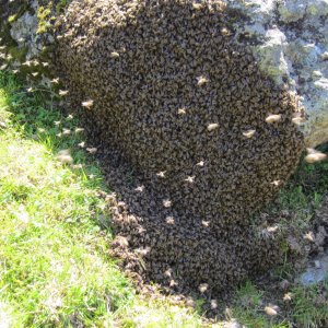 Ein Bienenschwarm auf der Alm