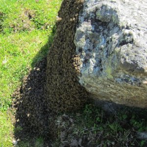 Ein Bienenschwarm auf der Alm