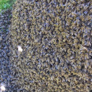 Ein Bienenschwarm auf der Alm