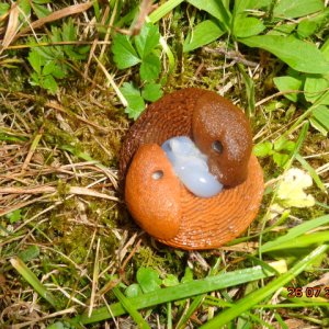 kopulierende Nacktschnecken