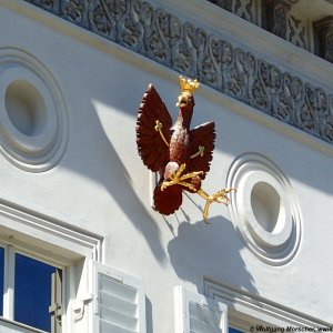 Tiroler Adler im Landeanflug