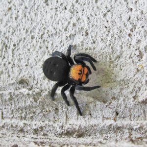 Spinne