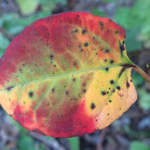 herbstlich verfärbt