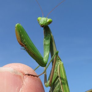 Mantis religiosa