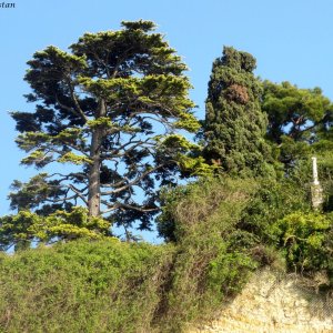 Vegetation in Piran