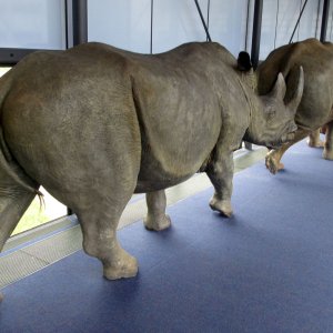 Naturalis Leiden