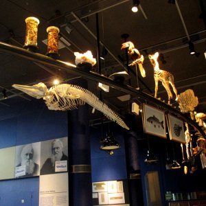 Naturalis Leiden