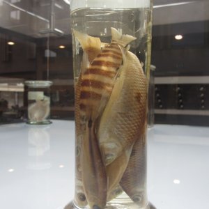 Naturalis Leiden