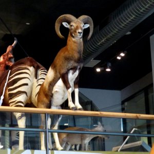 Naturalis Leiden