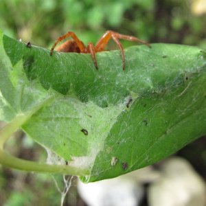 Erdbeer- oder Sumpfkreuzspinne - Araneus alsine