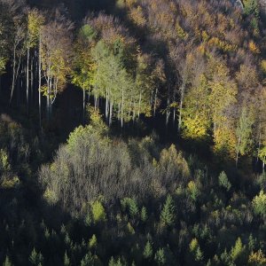 Herbstwald