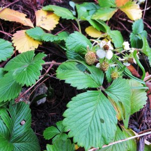 Weihnachtserdbeeren