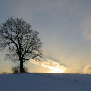 lonely tree