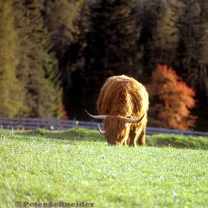 Hochlandrinder