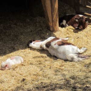 Mittagsruhe mit Freunden