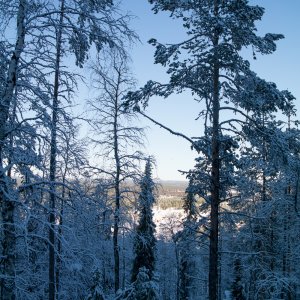 Verschneite Bäume und Licht