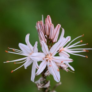 Affodil