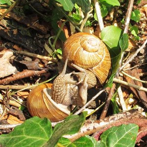 Begegnung zweier  Weinbergschnecken