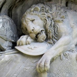 Löwendenkmal Luzern Detail