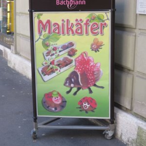 Schokoladenmaikäfer