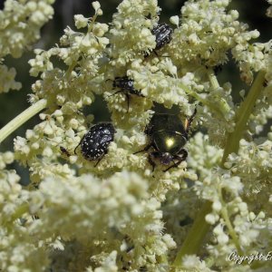 Rosenkäfer und Trauerrosenkäfer auf Rhabarberblüte