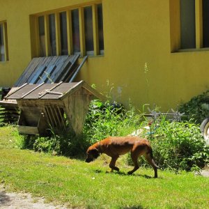 Museumswächter im Feld-und Industriebahn-Museum in Freiland, Niederösterreich