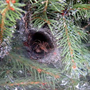 Spinnen in ihrer Wohnhöhle