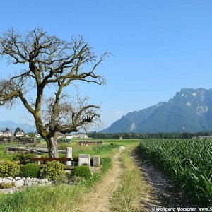 Der Birnbaum auf dem Walserfeld