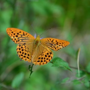 Schmetterling aus dem Saiseratal (Italien)