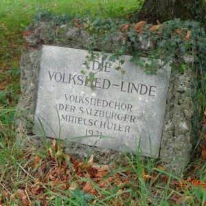 Volksliedlinde