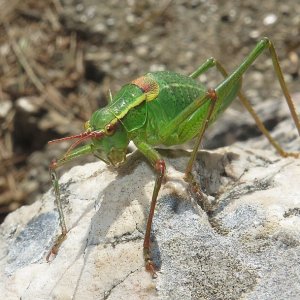 Punktierte Zartschrecke (Weibchen)