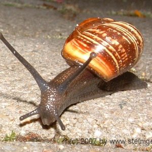 Schnecke