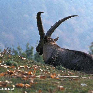 Steinbock