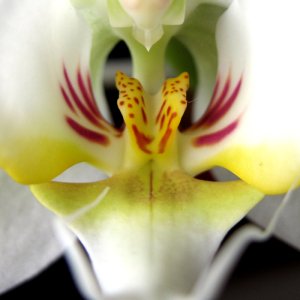 Orchidee