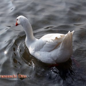 Gans am Toblino See (lago di Toblino)