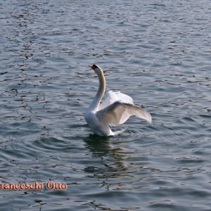 Schwan am Gardasee