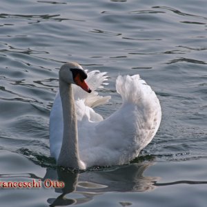 Schwan am Gardasee