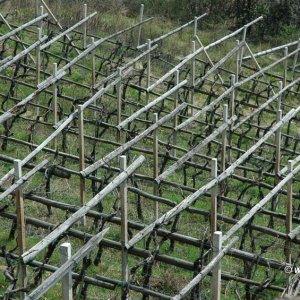 Weinberg im Frühling