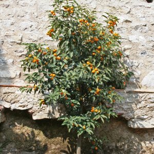 Zwergorange Kumquat in "La Limonaia del Castel" in Limone