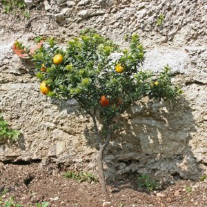 Chinotto bzw. Bitterorange in "La Limonaia del Castel" in Limone