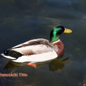 Männliche Stockente im Gardasee bei Saló