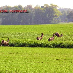 flüchtende Rehe