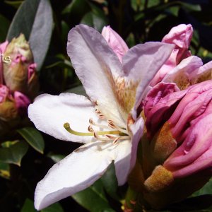 Rhododendron